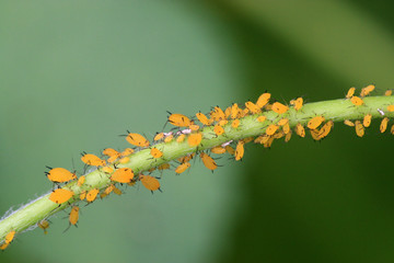 aphid