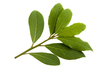 branch of bay leaves