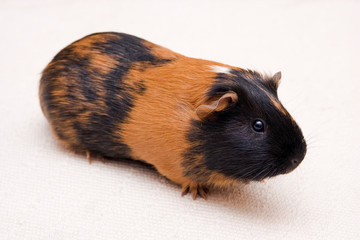 black and brown guinea pig sitting on a floor