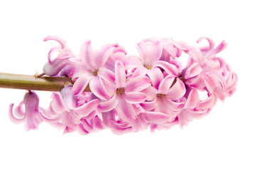 pink hyacinth isolated on white - seasonal flower..