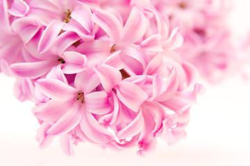 pink hyacinth isolated on white - seasonal flower..