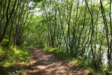 il sentiero nel bosco