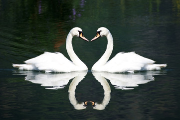 amour de cygnes © photlook
