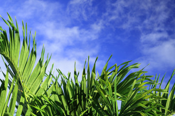 palmes sur ciel tropical