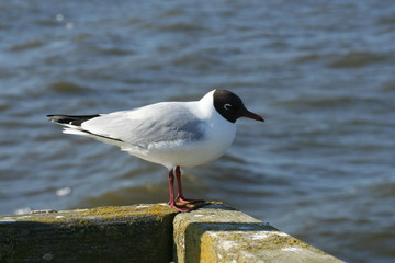 Seagull along the Baltic Sea