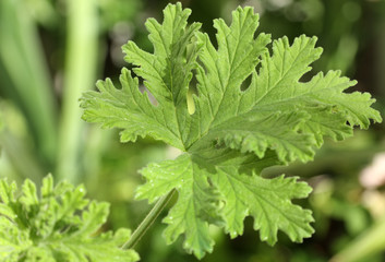 feuille de géranium rosat