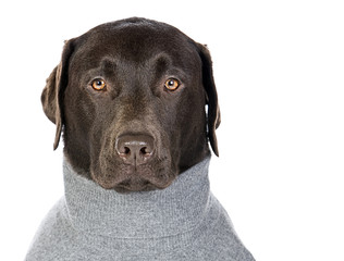 Sophisticated Looking Chocolate Labrador in Grey Jumper