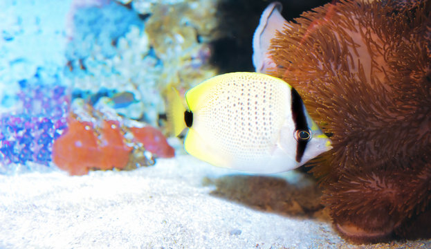 Lined Butterflyfish female,