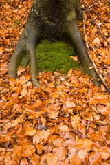 Forest in autumn