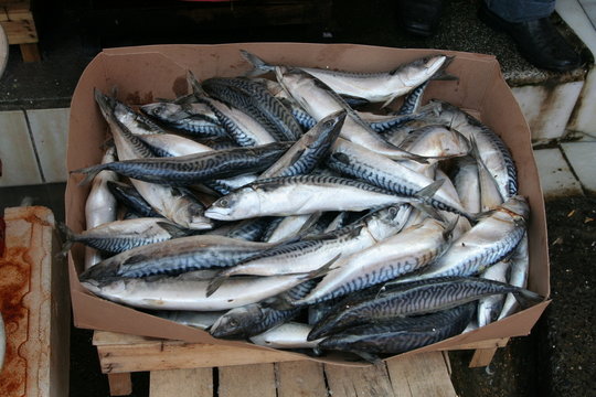 Caisse de poisson frais