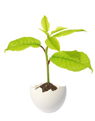 Green sprout in an egg on a white background