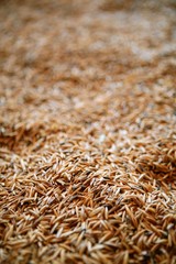 Oat cereal grain texture  selective focus