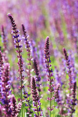 Fototapeta premium Lilafarbene Blüten