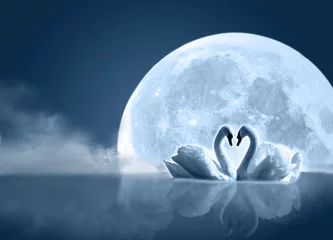 Selbstklebende Fototapeten swan in the moon © 2jenn