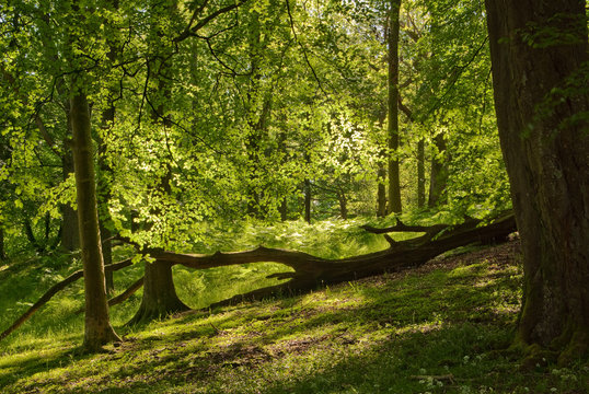 English Woods in Summer