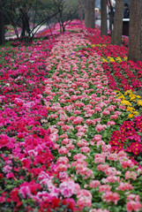Obraz premium flower Bed