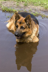 Schäferhund sucht im Sommer Abkühlung in einer Pfütze