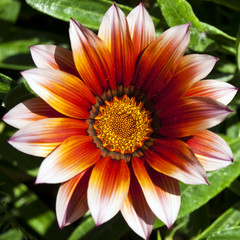 Gazania