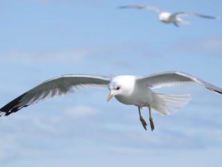Flying Seagull