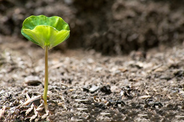 new born plant