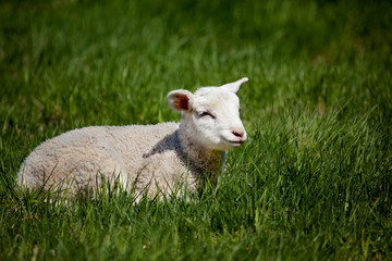 Naklejka premium Happy Lamb