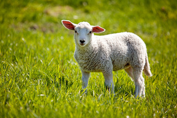 Obraz premium Lamb