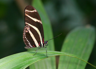 zebra butterfly2