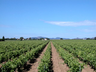 Fototapeta na wymiar Country landscape with wineyards, France