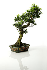 Isolated Bonsai Tree 3