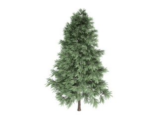 Pine_(Pinus_sylvestris)