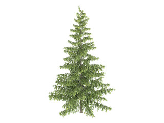 Spruce_(Picea)