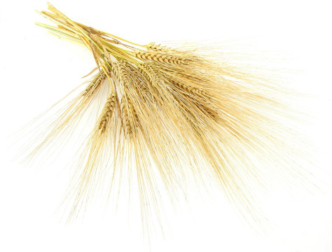 tuft of barley ears with beard
