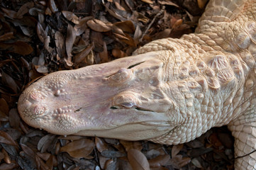 Albino crocodile head