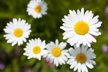 Garden of White Diasy Flowers