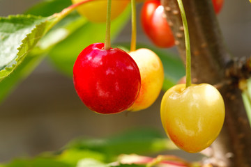Ripening Cherries on the tree