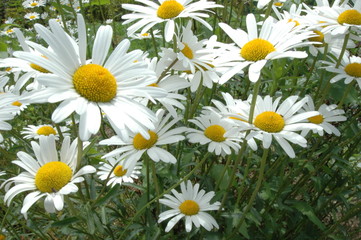 Fototapeta premium 花