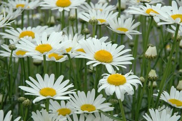 Fototapeta premium 花