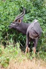 Fototapeta premium Nyala