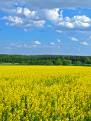 Fototapeta premium rape