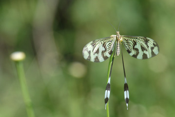 Nemoptera bipennis