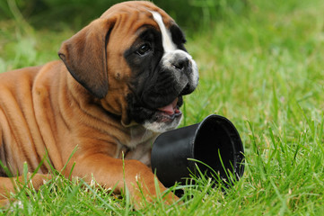 Boxerwelpe 53