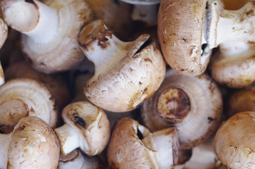 Mushroom