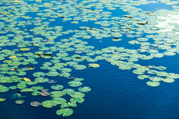 Blue lake covered in lily pods