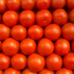 Fresh red tomatoes
