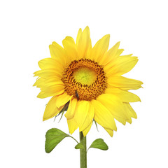 Obraz premium Isolated Sunflower
