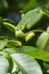 noix,noyer,fruit,sec