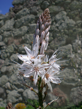 asfodelo in fiore
