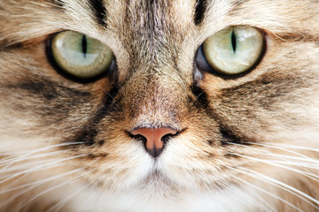 Close-up portrait of Siberian cat