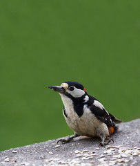 Obraz na płótnie Canvas Portret Woodpecker