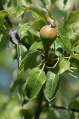petite poire au printemps dans le poirier